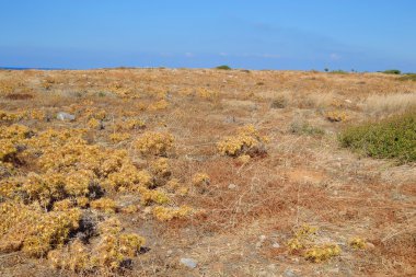 Yaz dağı manzarası.