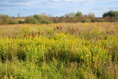 Yaz alan, Beyaz Rusya.