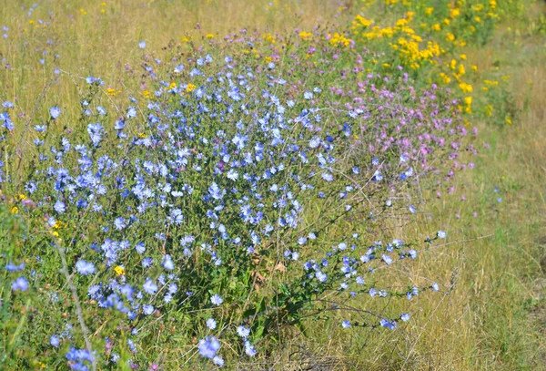 Летнее поле с дикими цветами . — стоковое фото
