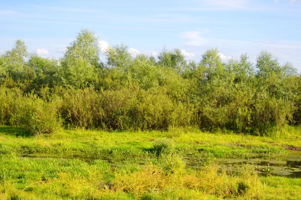 Swamp at sunny day. — Stock Photo, Image