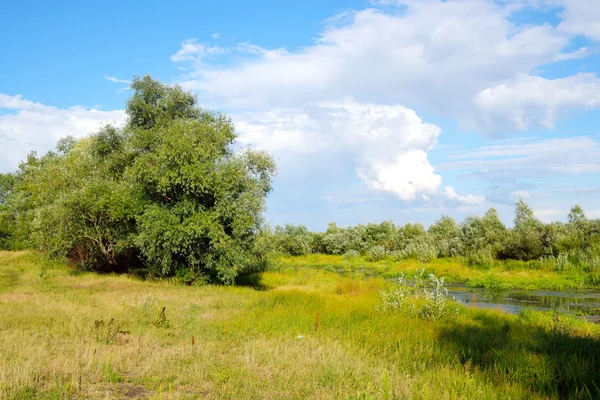 Sommerfeld, Weißrussland. — Stockfoto