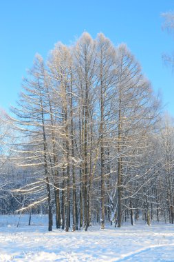 Ağaçlı kış manzarası.