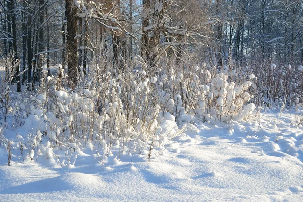 Paisaje de invierno con árboles. —  Fotos de Stock