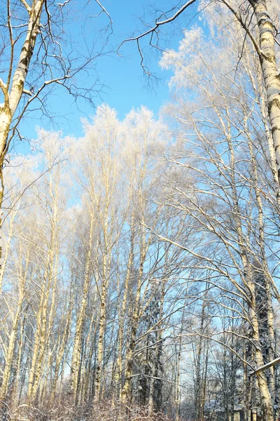 Paisaje de invierno con árboles. —  Fotos de Stock