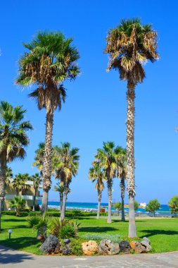 Palmiye ağaçları, Crete.