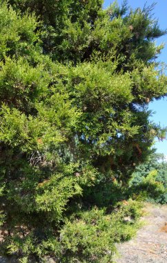 yeşil çam ağacı.