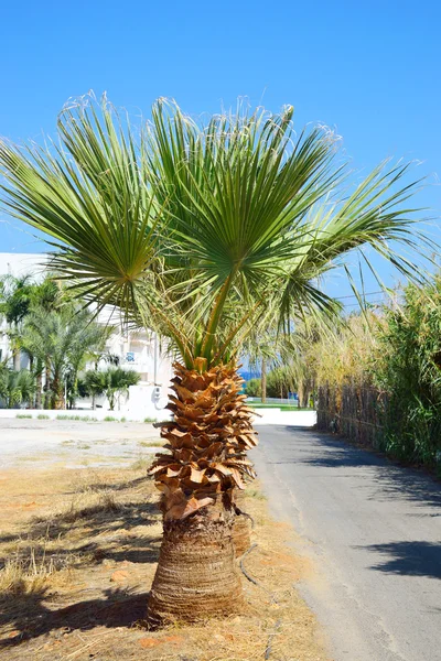 Palm tree, Crete.