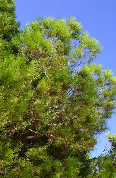 녹색 전나무 트리. — 스톡 사진