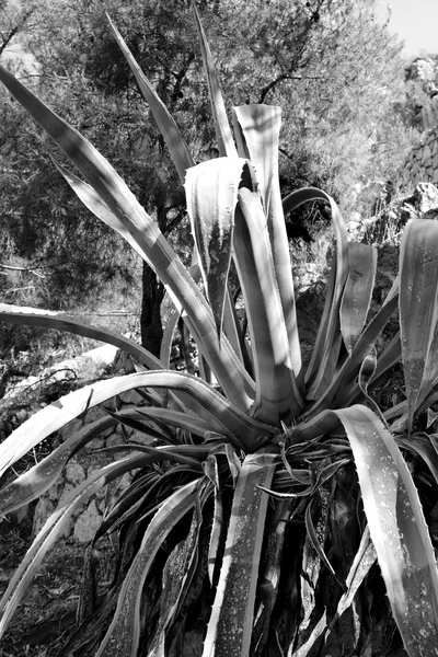 Cactus verde en el parque. —  Fotos de Stock