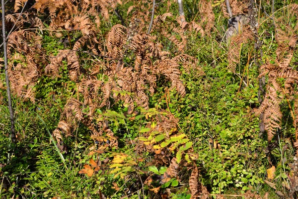 Glade en el bosque en otoño . — Foto de Stock