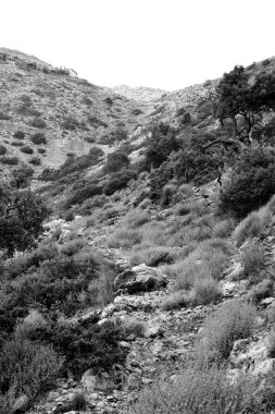 Yaz dağı manzarası.