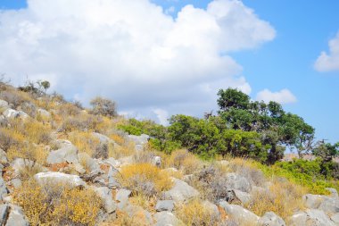 Yaz dağı manzarası.