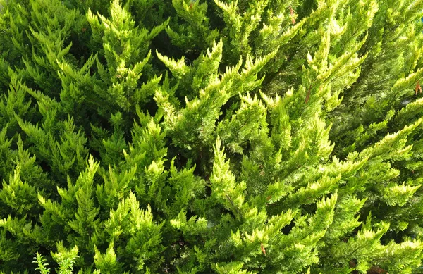 Green fir background. — Stock Photo, Image