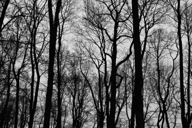 Ağaç dalları, kış.