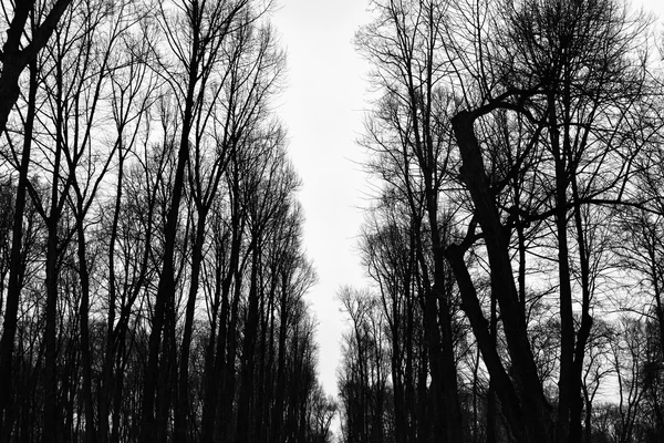 Branches d'arbres en hiver . — Photo