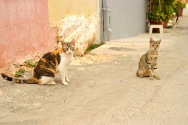 İki sokak kedileri.