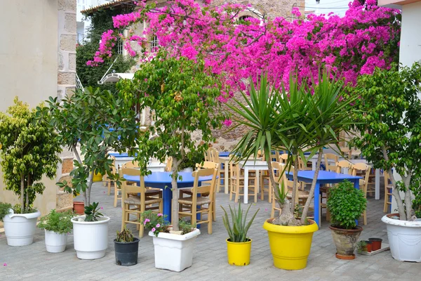 Blumen in Töpfen. — Stockfoto