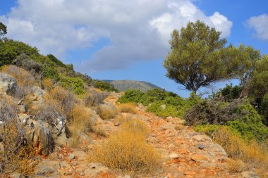 Yaz dağı manzarası.