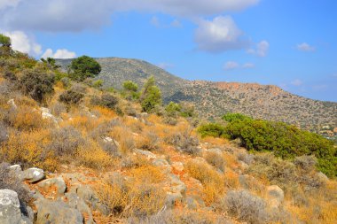 Yaz dağı manzarası.