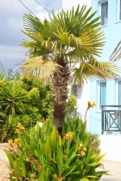 Palm tree, Crete.