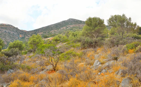 Summer mountain landscape. — Stock Photo, Image