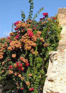 Taş çit ve çiçekler.