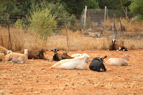 Herd of goats. — Stock Photo, Image