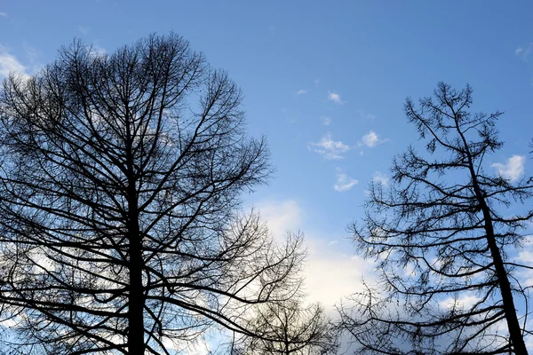 Silhouette d'un sapin sur fond de ciel bleu . — Photo