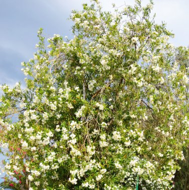 Beyaz çiçekli Bush.