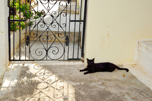 Black cat lying on the ground.