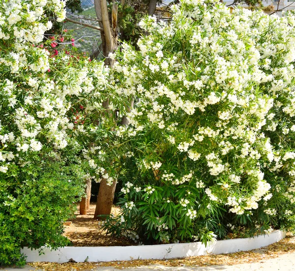 Bush med vita blommor. — Stockfoto