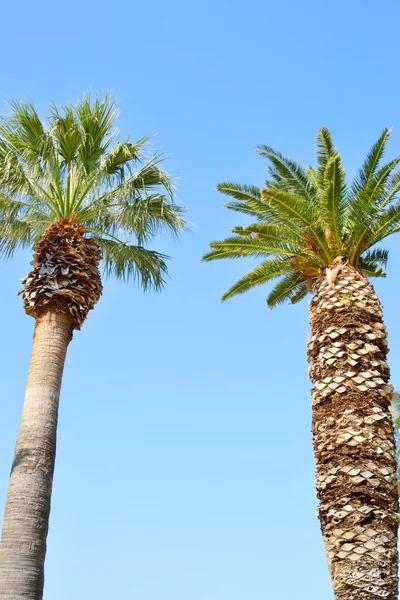 Palmbomen, Griekenland. — Stockfoto