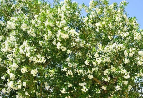 하얀 꽃을 가진 부시. — 스톡 사진