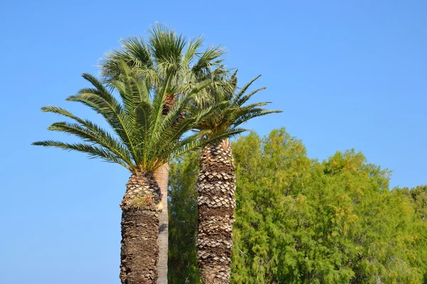 Palm trees, Greece. — Stock Photo, Image