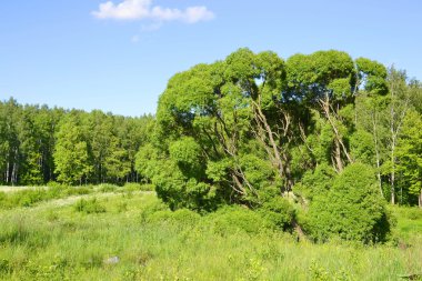 ormandaki ağaçlar.