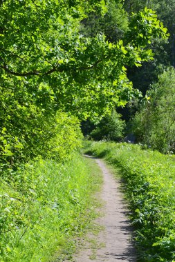ormandaki ağaçlar.