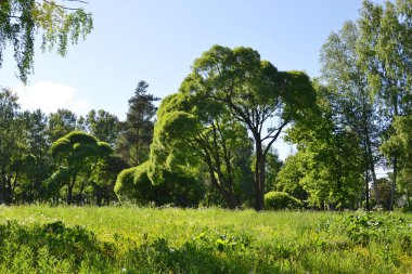ormandaki ağaçlar.