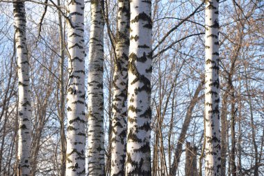 Huş ağaçları gövdeleri.