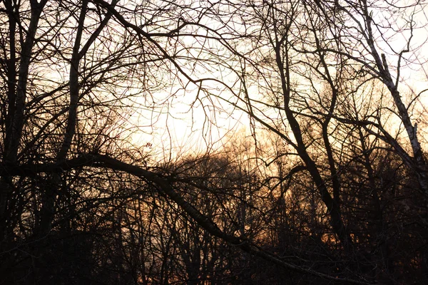 Силует дерев на заході сонця . — стокове фото