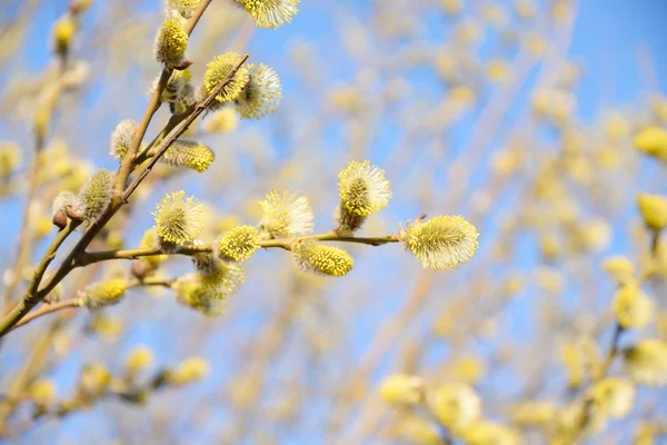 Pussy-willow branches against the blue sky — Stock Photo ...