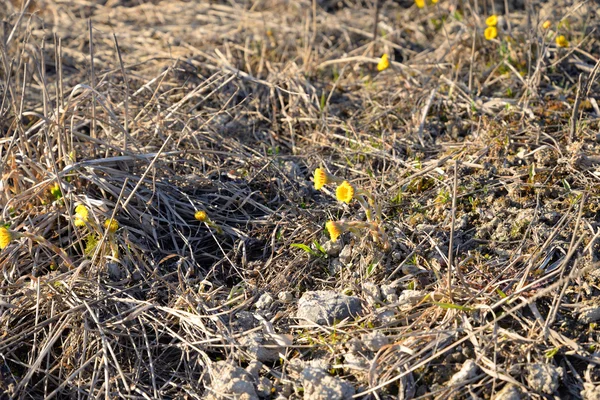 Első tavaszi virág foalfoot — Stock Fotó