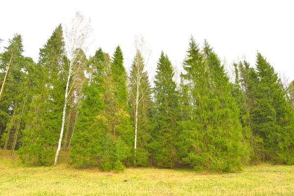 Park bij spring. — Stockfoto