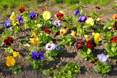 Hercai Menekşe flowerbed.