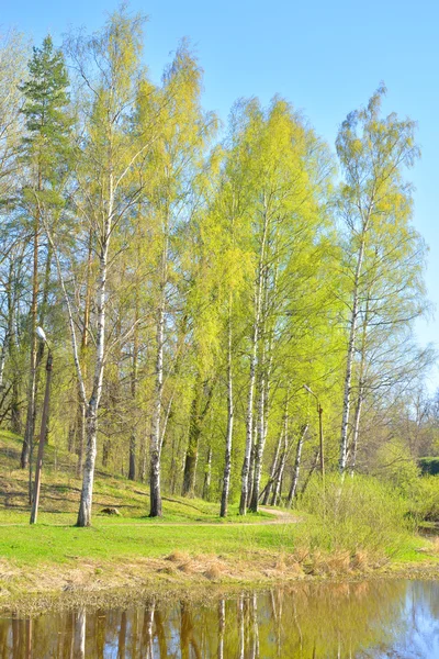 Park bij spring. — Stockfoto