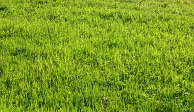 Yeşil Çimen Arkaplanı.