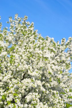 Çiçek açan elma ağacı.