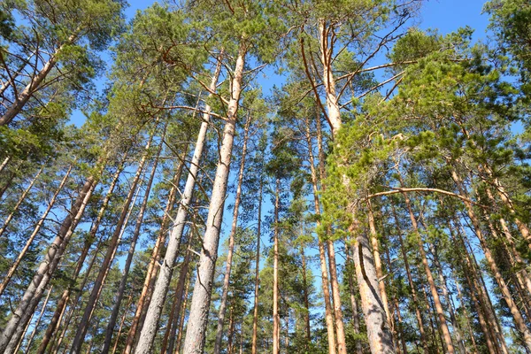 Bosque de pino . —  Fotos de Stock