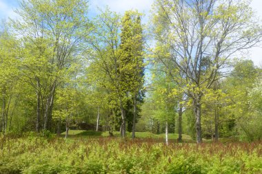 Lappeenranta Pusupuisto Park peyzaj. 