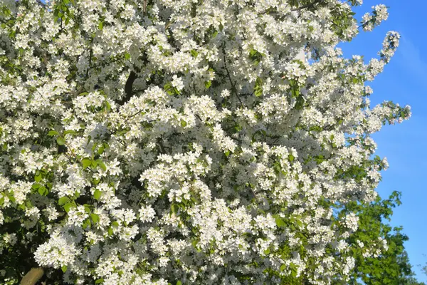 Blühender Apfelbaum. — Stockfoto