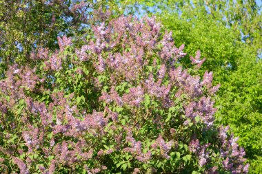 Eflatun çiçekler çok güzel. 